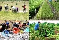 Hỗ trợ phát triển sản xuất giống phục vụ cơ cấu lại ngành nông nghiệp