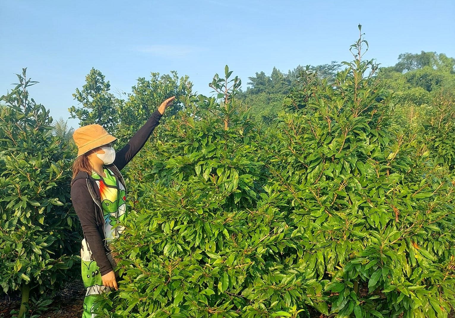 Làng mai vàng chờ Tết