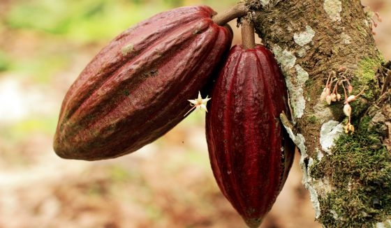 Cuộc đổ bộ của "những chàng trai ca cao"