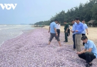Ngao chết, hàng tấn vỏ trôi dạt ở bãi biển Thanh Hóa