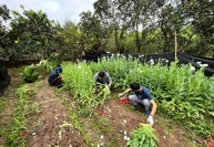 Tạm giữ đối tượng trồng hơn 2.000 cây thuốc phiện trong vườn nhà