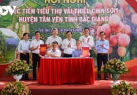 Thủ phủ vải thiều sớm Bắc Giang đẩy mạnh xuất khẩu