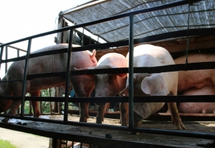 Giá lợn hơi giảm nhưng tại chợ và siêu thị vẫn cao là vô lý