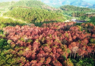 Vụ đầu độc chết hơn 10ha rừng thông: Bắt giam 3 đối tượng có liên quan