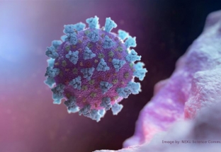 Australia phát hiện thuốc trị chấy có thể tiêu diệt virus SARS-CoV-2