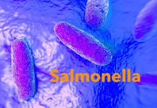 Nhiều sản phẩm nhiễm khuẩn Salmonella Poona đã nhập khẩu về Việt Nam
