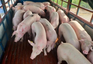 Từ 12/6 sẽ nhập khẩu lợn sống từ các nước vào Việt Nam
