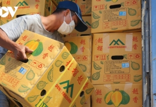Xuất khẩu chính ngạch 100 tấn sầu riêng Việt Nam vào thị trường Trung Quốc