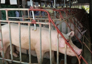 Ngăn chặn vận chuyển trái phép lợn ở biên giới Lào-Việt Nam-Campuchia
