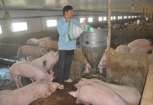 Thịt lợn tăng giá 200%, đắt nhất thế giới, Bộ ra công văn hoả tốc