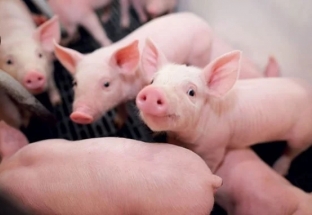 Giá lợn hơi hôm nay (11-6): Thu mua lên mức 71.000 đồng/kg
