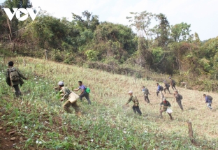 Lào: Tỉnh Oudomxay tiêu hủy hơn 31 ha cây thuốc phiện