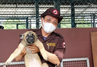 Campuchia sẽ dùng chó “đánh hơi” tìm người mắc Covid-19
