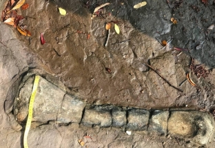 Campuchia công bố phát hiện xương hóa thạch khủng long