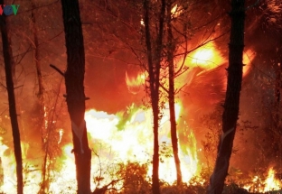 Nghệ An yêu cầu điều tra, truy tìm thủ phạm gây ra vụ cháy rừng