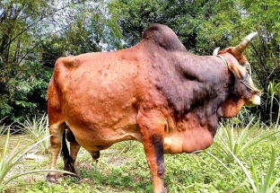 Bệnh viêm da nổi cục trên gia súc lây lan ra 12 huyện ở Thanh Hóa