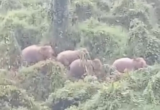 Phát hiện 5 cá thể voi rừng ở Quảng Nam