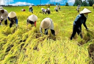 Chỉ thị 16 của Ban Bí thư về ĐH Hội nông dân các cấp và ĐH Hội Nông dân Việt Nam