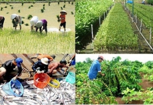 Hỗ trợ phát triển sản xuất giống phục vụ cơ cấu lại ngành nông nghiệp