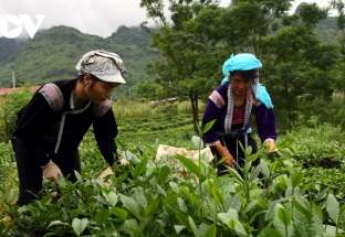 Nông dân Lai Châu muốn Chính phủ nhanh bình ổn giá phân bón