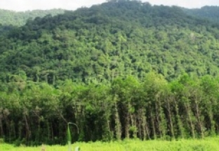 Đã thành lập 167 khu rừng đặc dụng