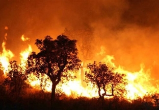 Cháy rừng bùng phát dữ dội tại Algeria, hơn 40 người thiệt mạng