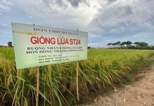 Gạo thơm ST của ông Hồ Quang Cua lọt top 4 ngon nhất thế giới