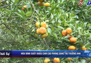 5/1: Hòa Bình xuất khẩu cam Cao Phong sang thị trường Anh