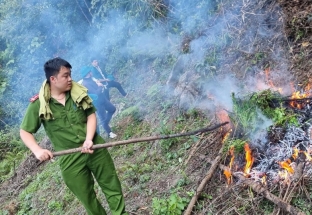 Phát hiện diện tích thuốc phiện trồng trong rừng sâu ở Cao Bằng