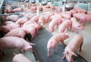 Sớm đảm bảo nguồn cung thịt lợn đáp ứng đủ nhu cầu trong nước