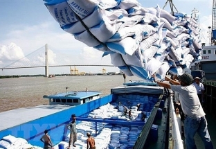 Cân đối khoảng 800 nghìn tấn gạo cho xuất khẩu tới tháng 5