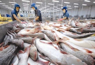 Xuất khẩu cá tra đang hồi sinh ở nhiều thị trường lớn