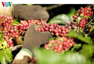 6 tháng đầu năm, xuất khẩu cà phê đạt hơn 1,6 tỷ USD