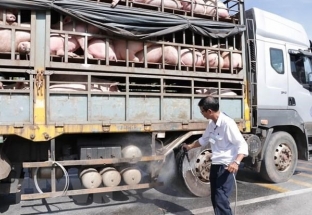 Ngăn chặn tình trạng buôn lợn qua biên giới Việt - Lào