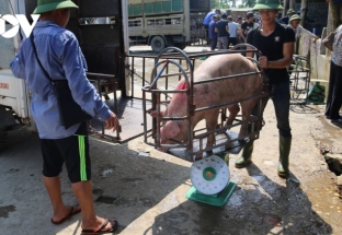 Giá lợn chạm đáy 2 năm do ảnh hưởng dịch Covid-19
