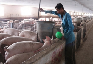 Hết dịch tả lợn châu Phi: Thúc đẩy tái đàn, đảm bảo nguồn cung