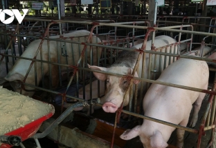 Giá lợn hơi tiếp tục tăng nhưng người chăn nuôi vẫn ngại tái đàn