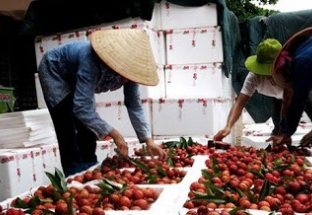 Giao thương trực tuyến nông sản, thực phẩm Việt Nam - Trung Quốc