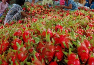 Bộ Công Thương kiến nghị hỗ trợ tiêu thụ nông sản khi xuất khẩu khó khăn bởi nCoV