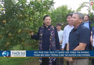 10/11 Phó chủ tịch TT Quốc Hội Tòng Thị Phóng thăm mô hình trồng cam tại huyện Cao Phong 