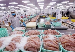 Thêm 6 nhà máy chế biến cá tra Việt Nam được công nhận xuất khẩu vào Mỹ