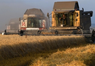 Châu Á tìm nguồn cung cấp lúa mì mới sau khi Ấn Độ cấm xuất khẩu ngũ cốc