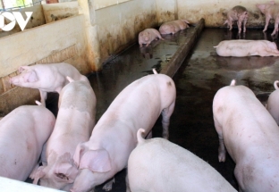 Kiểm soát xuất lợn lậu qua biên giới, giá lợn hơi đột ngột giảm mạnh
