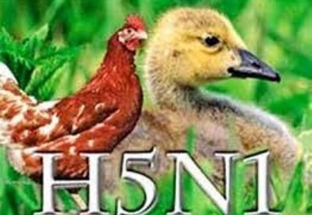 Nguy cơ tái xuất cúm H5N1 trên người