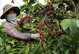 Giá cà phê xuất khẩu lên mức cao nhất 16 năm qua