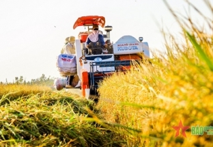 Hành trình hạt gạo Việt Nam