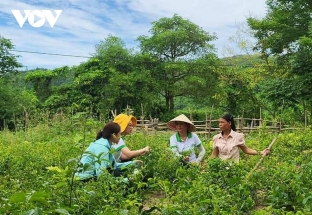Sàn thương mại điện tử đưa nông sản Việt vươn ra thế giới