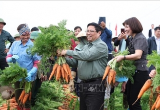 Thủ tướng Phạm Minh Chính xuống đồng cùng nông dân tỉnh Hải Dương