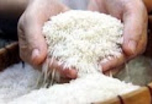 Sau Ấn Độ, thêm Nga và UAE cấm xuất khẩu gạo