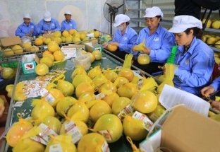 Xuất khẩu nông, lâm, thủy sản Việt Nam đạt 43 tỉ USD
